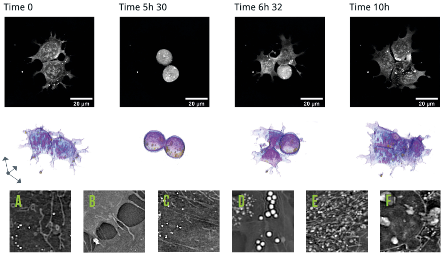 Stem Cells Time Lapse and cell organelles a-f_1 Stem Cells Time Lapse and cell organelles a-f.png