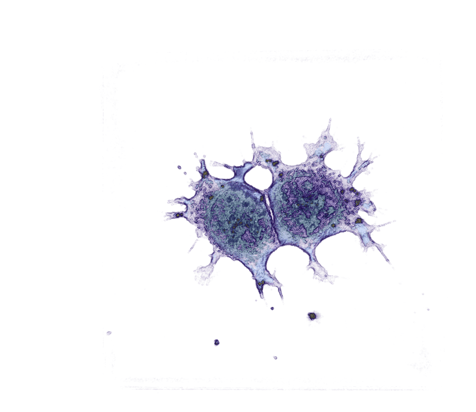 Stem Cells mitosis - label-free live cell imaging