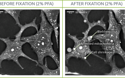 PFA fixation test: the effects on live cell imaging