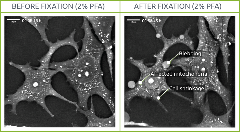 PFA fixation test: the effects on live cell imaging