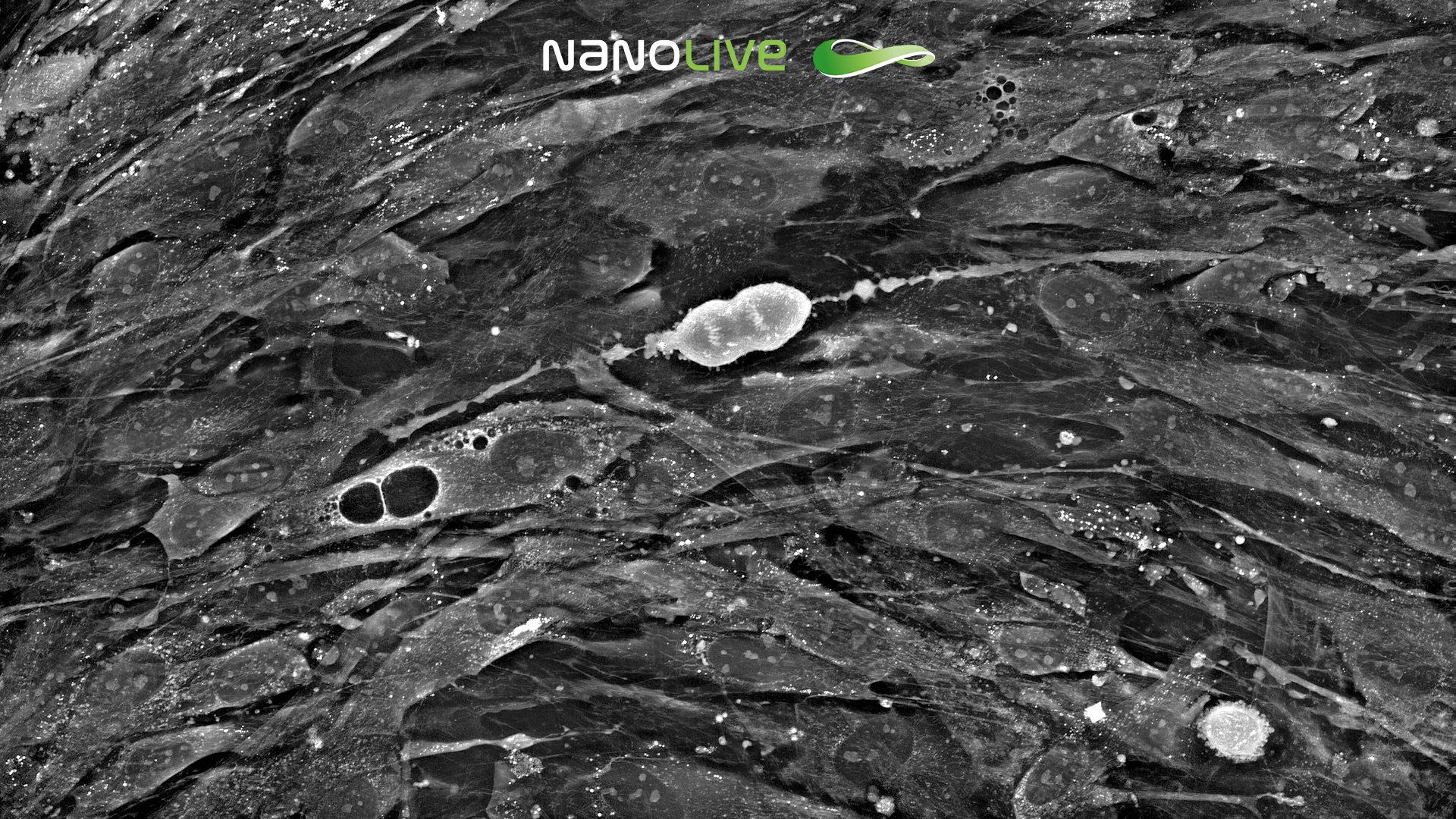 4 days after osteogenic differentiation media addition in MSC CX-A 4 days after osteogenic differentiation media addition in MSC CX-A