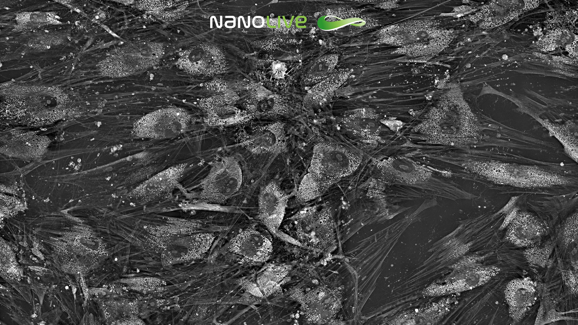 9 days post chondrodifferentiation media addition in MSC CX-A 9 days post chondrodifferentiation media addition in MSC CX-A