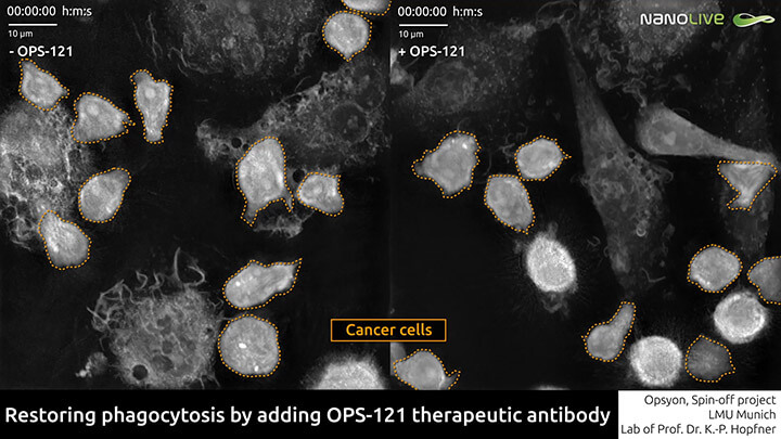 Nanolive imaging validates antibody efficacy in the fight against cancer
