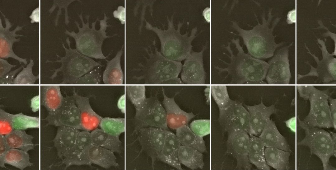 Application Note: Using the 3D Cell Explorer-fluo for fluorescence and holotomographic imaging