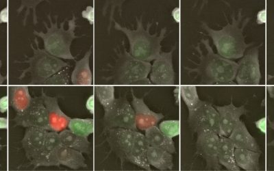 Application Note: Using the 3D Cell Explorer-fluo for fluorescence and holotomographic imaging