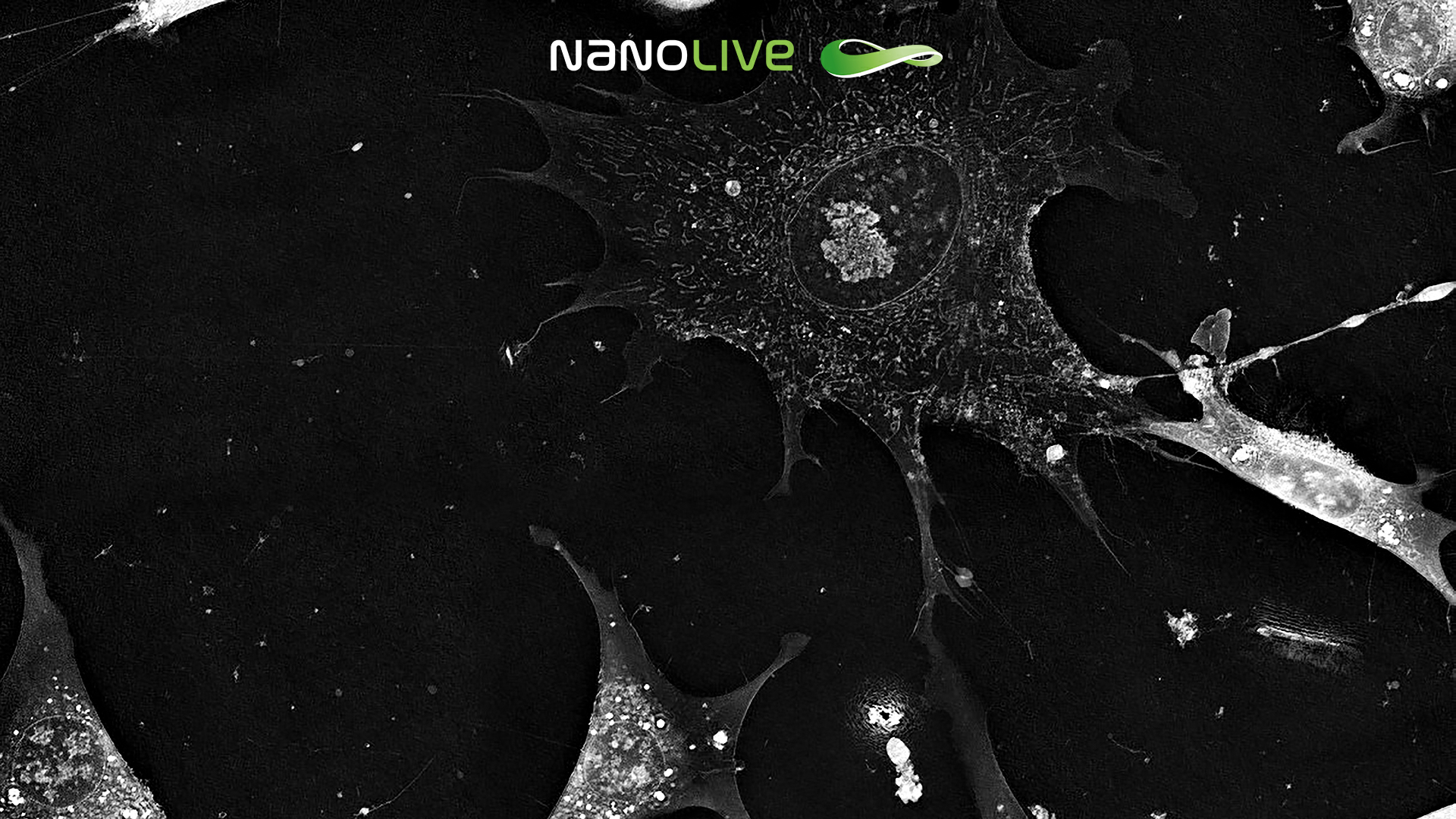CDK2 inhibition in pre-adipocyte cells CX-A