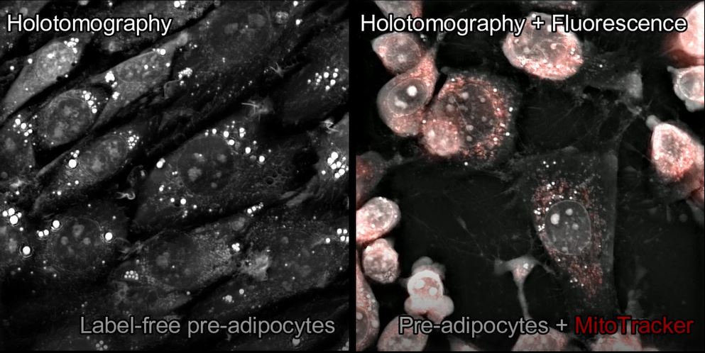 How do you trust your live cell imaging correlates with experimental conditions?