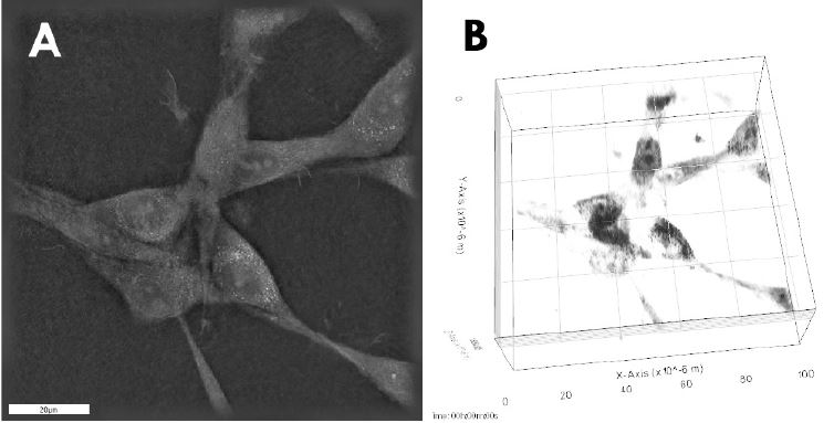New Scientific Publications with the 3D Cell Explorer