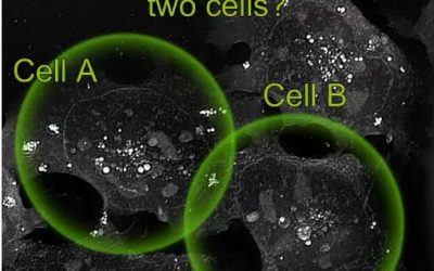 Cell fate challenge: Can you predict the fate of cells before it happens?