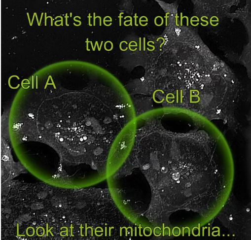 Cell fate challenge: Can you predict the fate of cells before it happens?