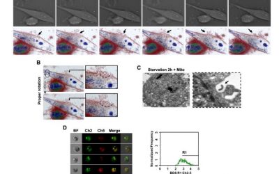 New publication of the Key Laboratory of Heavy Ion Radiation Medicine of Chinese Academy of Sciences[1]