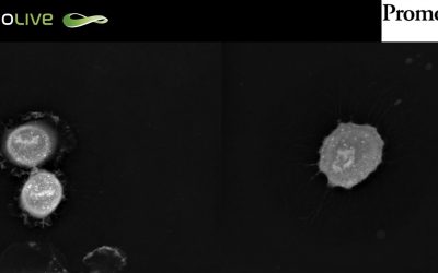 Failed mitotic exit in Human Umbilical Vein Endothelial Cells