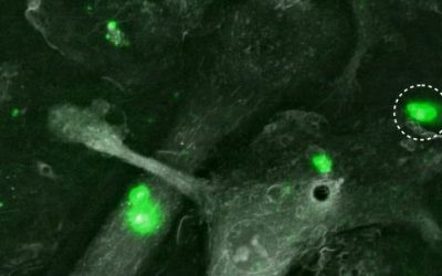 Tumor-derived extracellular vesicles uptake in mouse macrophages