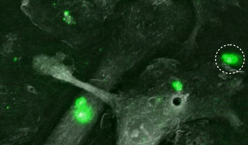 Tumor-derived extracellular vesicles uptake in mouse macrophages