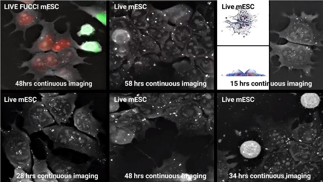 Nanolive at ISSCR June 20 to 23 in Melbourne, Australia