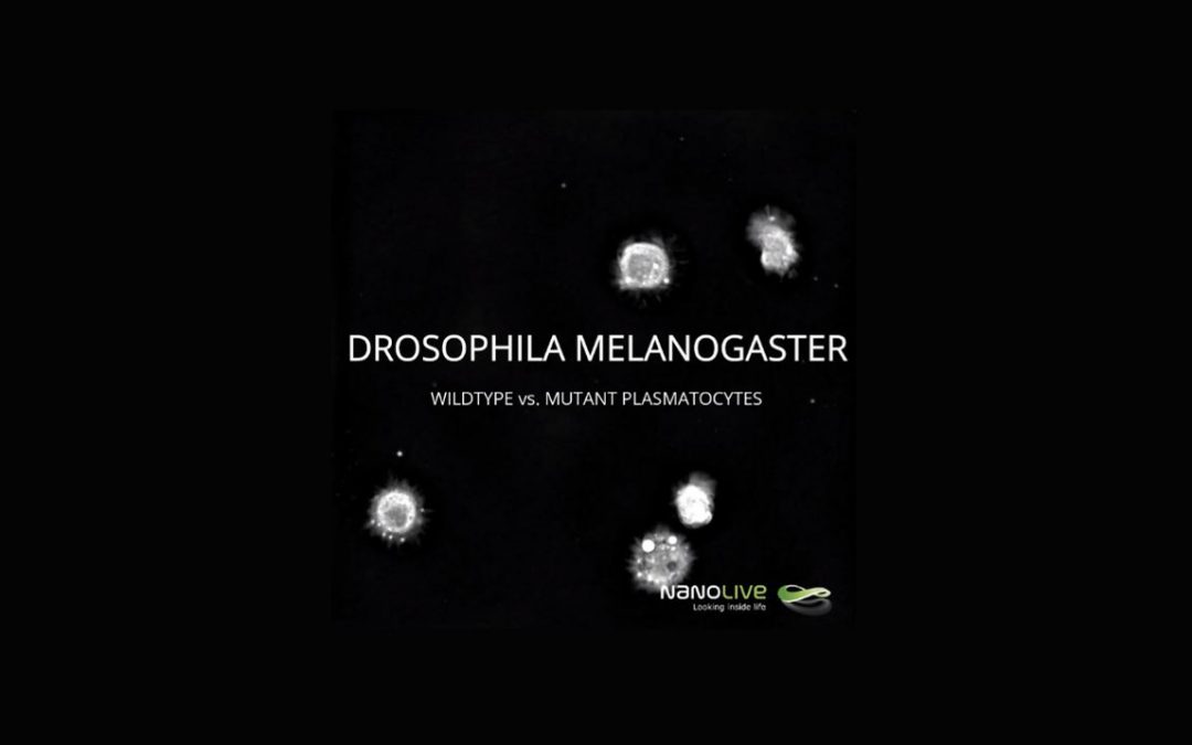 Wildtype vs. Mutant Plasmatocytes in Drosophila Melanogaster