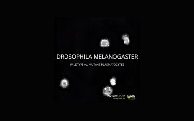Wildtype vs. Mutant Plasmatocytes in Drosophila Melanogaster