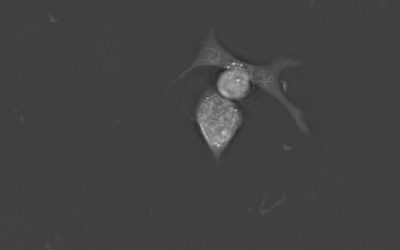 Testimonial: “The Nanolive 3D Cell Explorer is a powerful tool to measure morphologic and functional features of live stem cells”