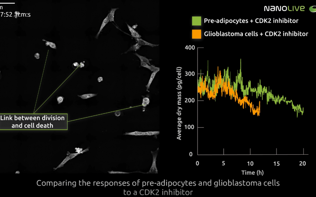 High-resolution time-lapse imaging of cell response to CDK2-inhibition