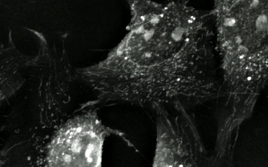 Is it possible to capture horizontal mitochondrial transfer in real time using Nanolive cell imaging?