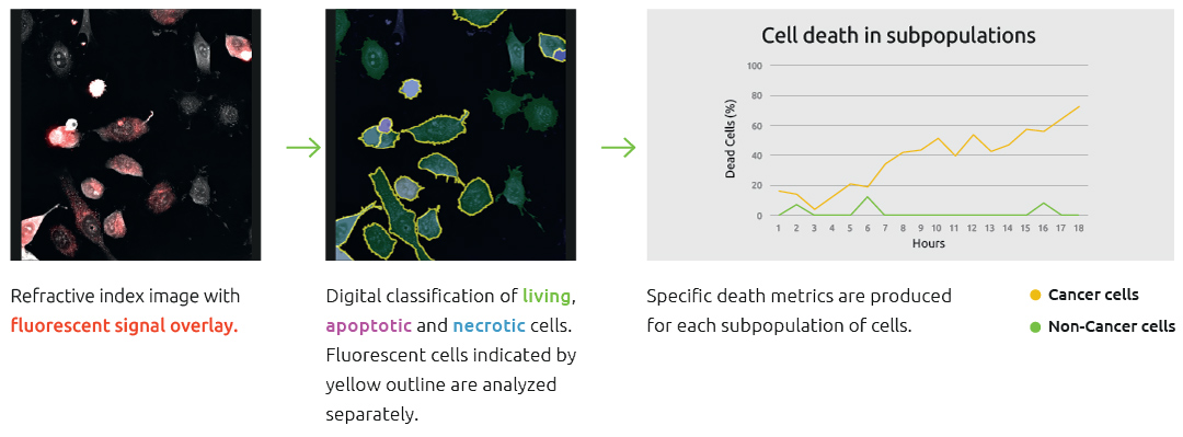 Cell-death-in-cell-populations Cell death in subpopulations