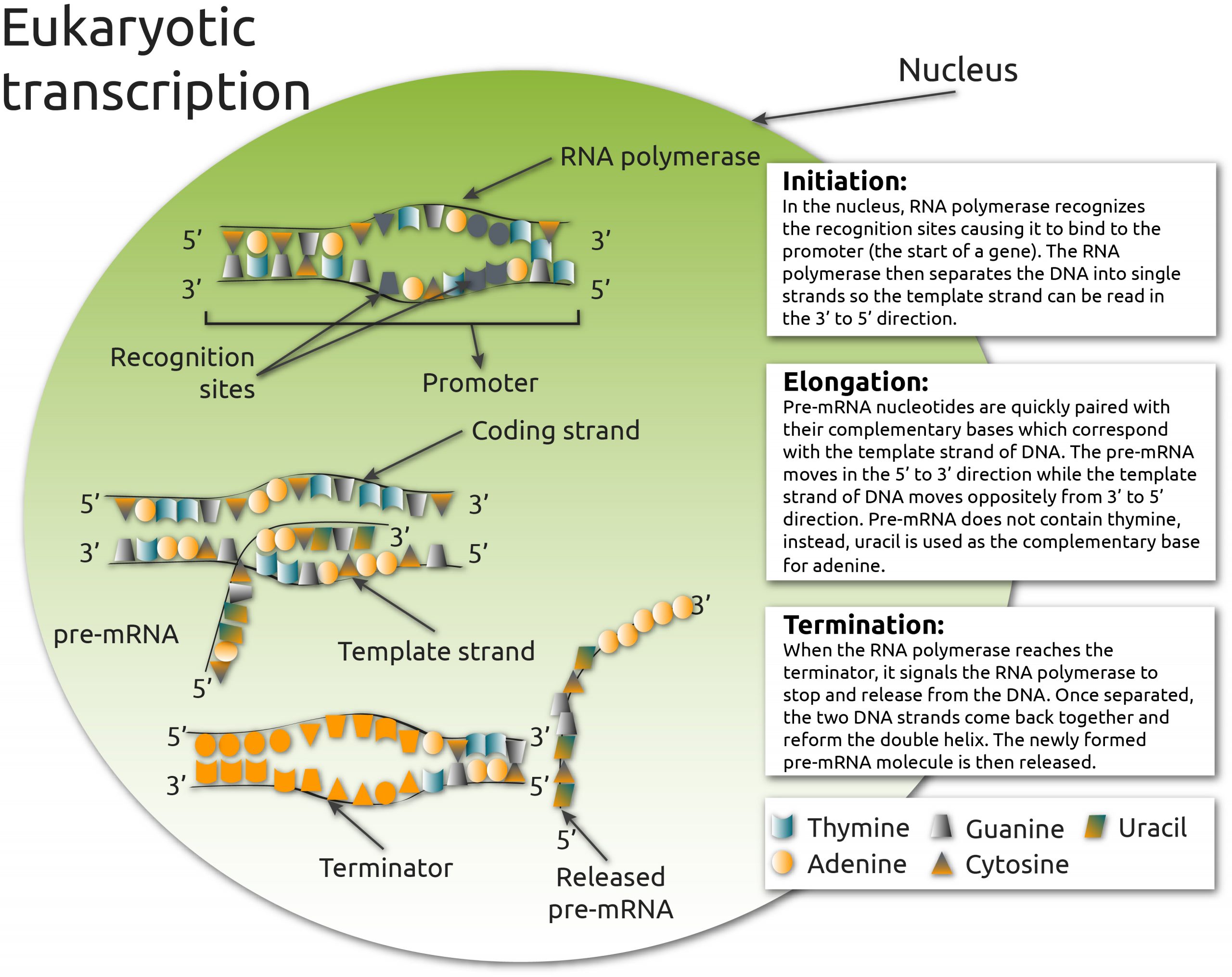 The three phases of eukaryotic transcription: initiation, elongation, and termination The three phases of eukaryotic transcription: initiation, elongation, and termination