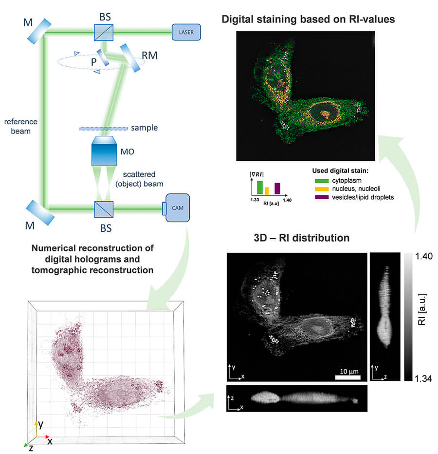 Cell imaging methodology