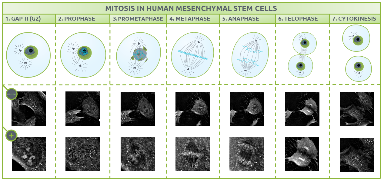 Figure 2. The different phases of mitosis in Human Mesenchymal Stem Cells. Nanolive live cell imaging microscope: Figure 1. The different phases of mitosis in Human Mesenchymal Stem Cells.