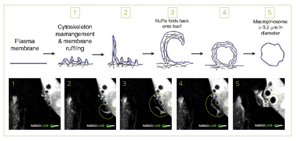 Nanolive live cell imaging microscope: Steps of macropinocytosis. Equivalence between schema and 3D Cell Explorer microscope caption