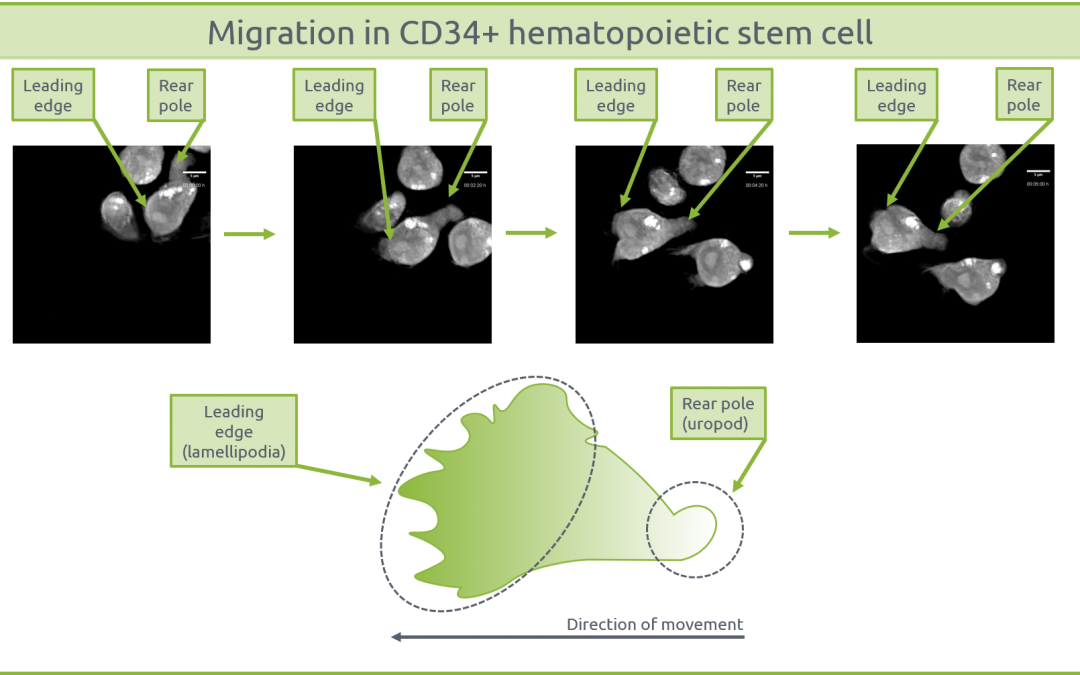 Migration in CD34+ Human Cord Blood Hematopoietic stem/progenitor cells