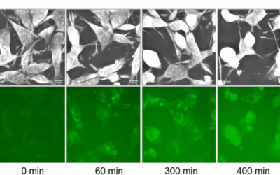 New Publication from the Cancer Research Centre in Lyon, France
