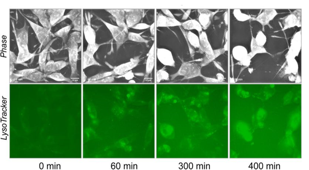 New Publication from the Cancer Research Centre in Lyon, France