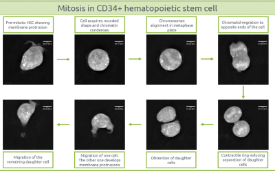 Division in CD34+ Human Cord Blood Hematopoietic stem/progenitor cells