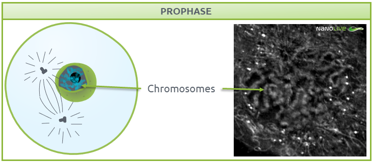 Phases of mitosis: prophase Phases of mitosis: Figure 4. Signature structures of the cell in prophase