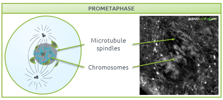 Phases of mitosis: prometaphase Phases of mitosis: Figure 5. Signature structures of the cell in prometaphase