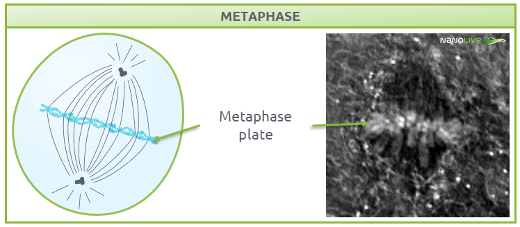 Phases of mitosis: metaphase Phases of mitosis: Figure 6. Signature structures of the cell in metaphase