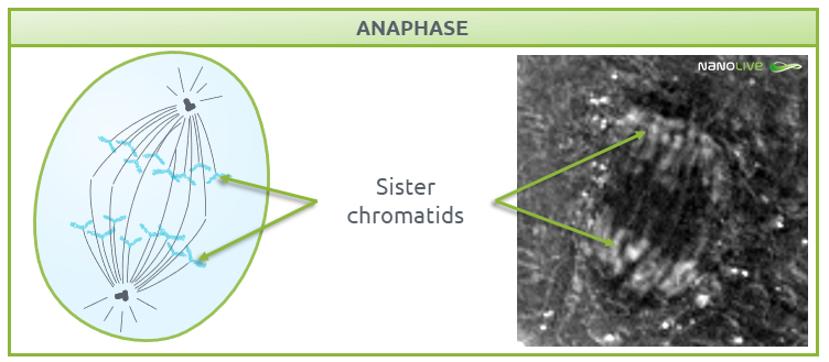 Phases of Mitosis: anaphase Phases of Mitosis: Figure 7. Signature structures of the cell in anaphase