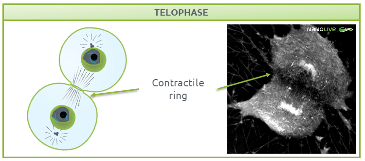 Phases of Mitosis: telophase Phases of Mitosis: telophase