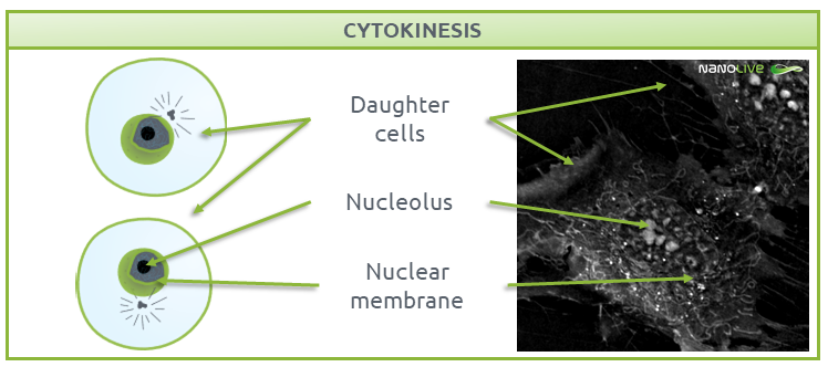 Phases of Mitosis: cytokinesis Phases of Mitosis: cytokinesis