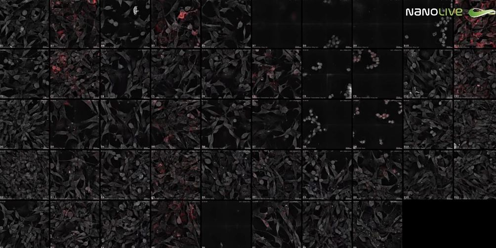 Free Webinar July 30: Automated Label-free Live Cell Imaging with the CX-A