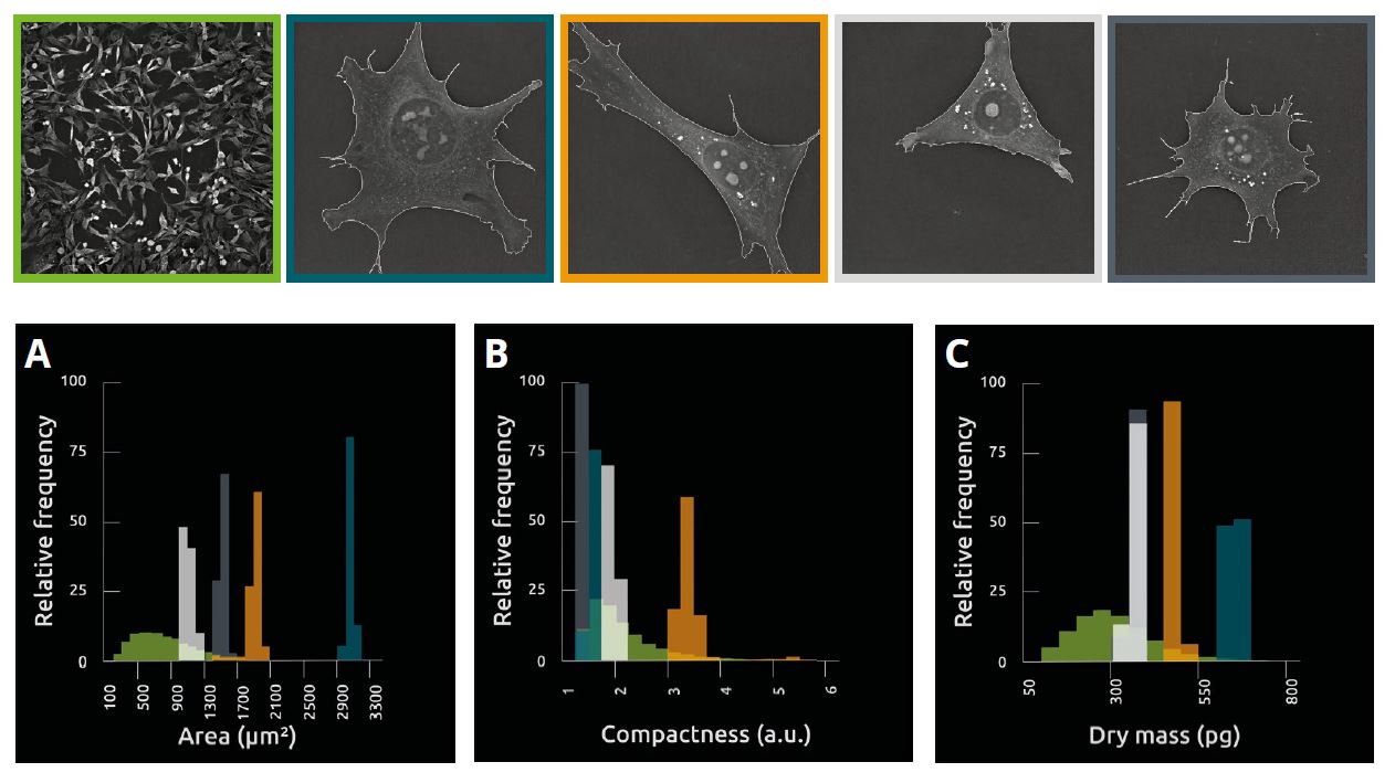 Image 3 - Unperturbed individual pre-adipocyte cells were imaged in a separate set of experiments, for 1 h using the 3D Cell Explorer-fluo