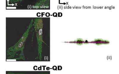 Two new live cell imaging publications with the 3D Cell Explorer