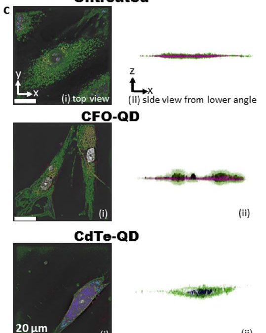 Two new live cell imaging publications with the 3D Cell Explorer