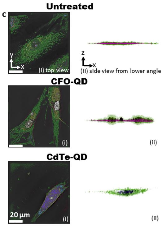 Three-dimensional holographic and tomographic microscopy images of synoviocytes left untreated or treated with CFO-QDs or CdTe-QDs.