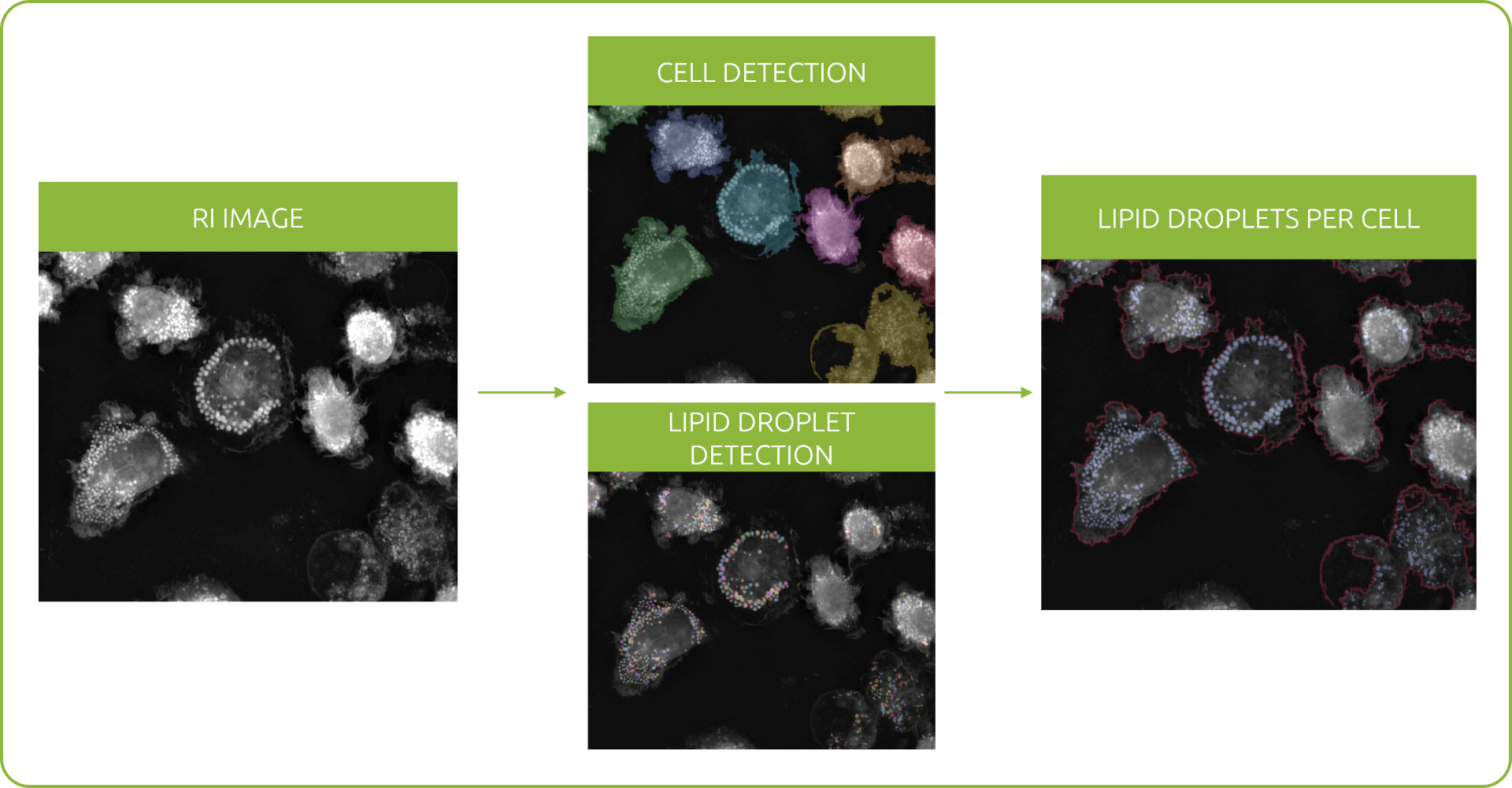 Image Generation Workflow SLDA Image generation workflow in Nanolive's Smart Lipid Droplet Assay LIVE, from refractive (RI) image to lipid droplets per cell segmentation