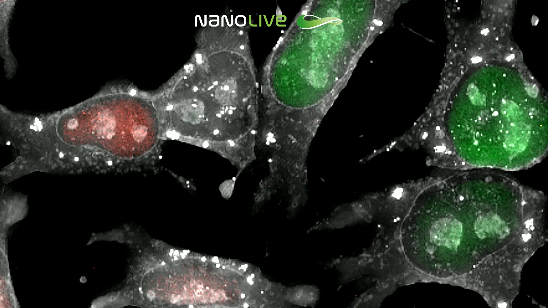 Lice FUCCI mESC 3D Cell Explorer-fluo