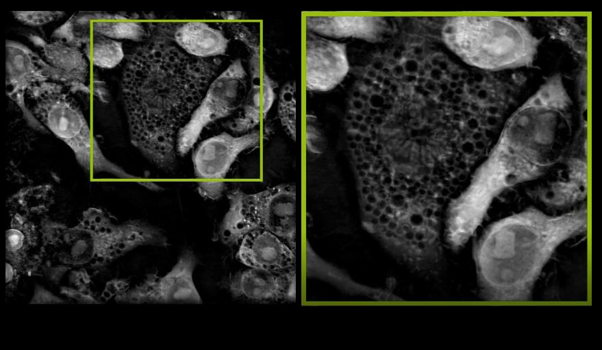 A microscopic view of label-free and living Listeria bacteria