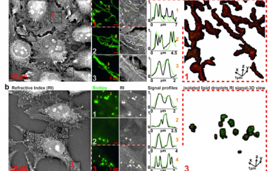 Label-free 3D analysis of organelles in living cells by refractive index shows pre-mitotic organelle spinning in mammalian stem cells