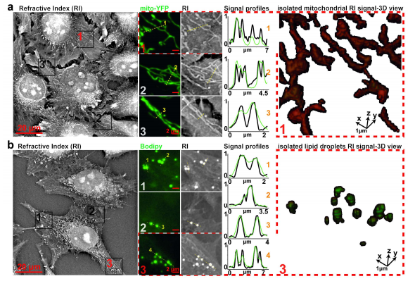 Label-free 3D analysis of organelles in living cells by refractive index shows pre-mitotic organelle spinning in mammalian stem cells
