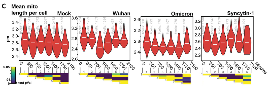 Mean-Mito Mean Mito length per cell